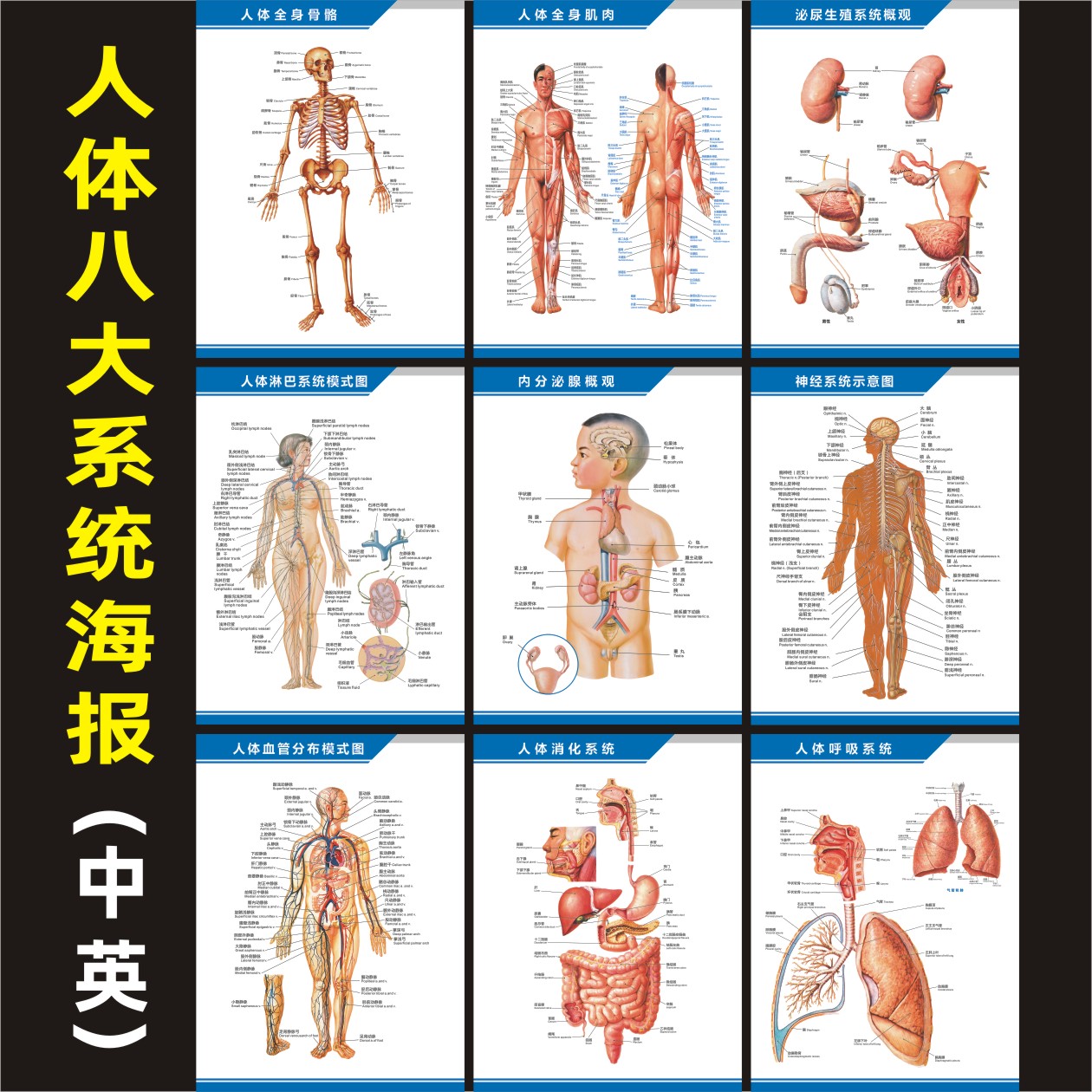 医院科室人体八大系统解剖海报