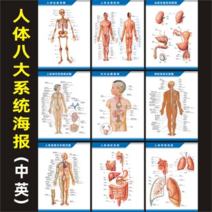 人体八大系统海报解剖图中英文运动循环消化呼吸系统医院科室挂图