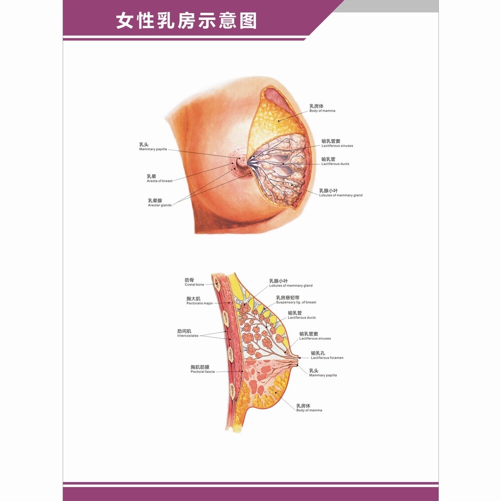 女性乳房乳腺解剖图结构图构造图中英文医学医院科室海报挂图