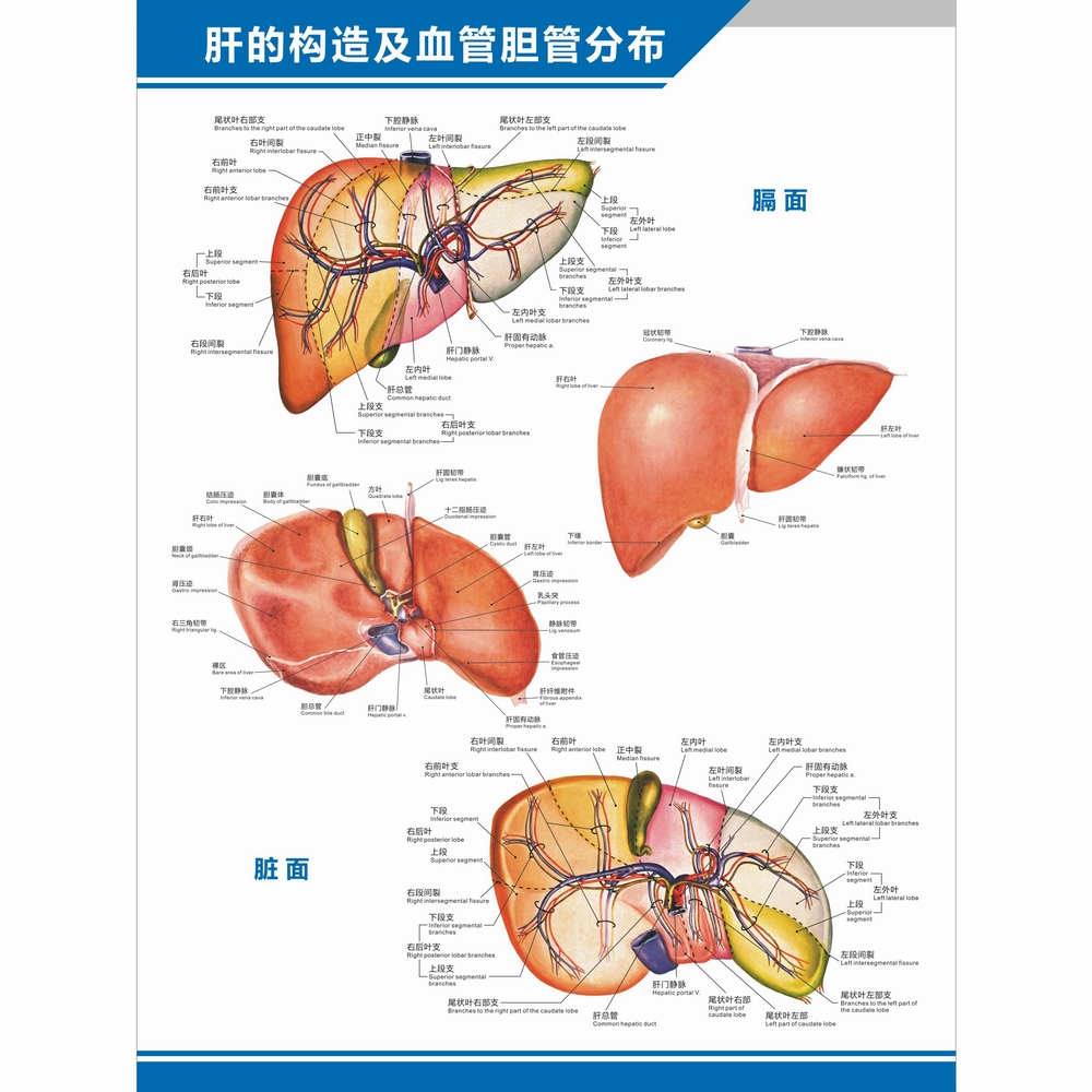 肝的构造图肝脏解剖图结构图理疗中英文医学医院科室