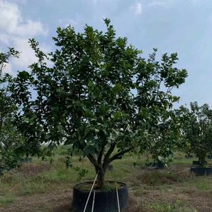 香柚 香泡 香橼树 柚子树 密柚树 四季常青挂果庭院果树盆栽地栽