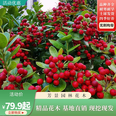 无刺枸骨金玉满堂富贵子吉祥果春花秋果火红果盆庭院四季常青好养