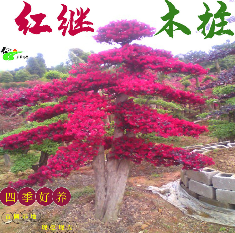 红继木桩景红花檵木红桎木老桩造型别墅庭院高档盆栽四季常青耐寒