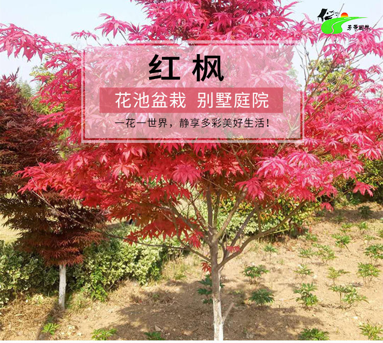 四季盆栽庭院绿植好养日本红枫
