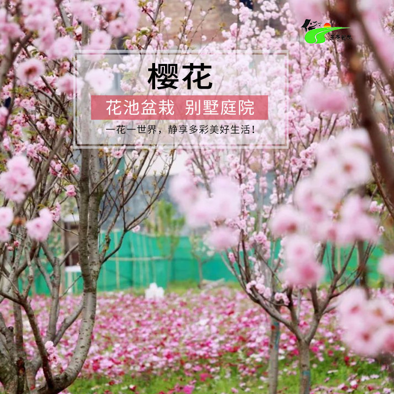樱花树苗富士樱红花晚樱绿化苗木大型绿植/成品组合盆