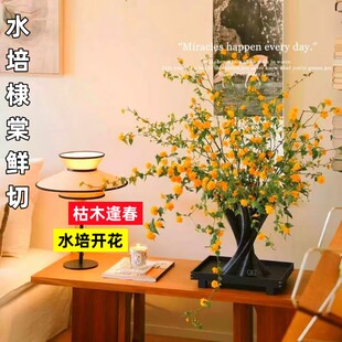 水培鲜枝棣棠干枝室内水养花卉枯木逢春海棠干支遇水开花水培植物