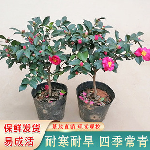 四季常青茶梅树苗庭院别墅绿化耐寒盆栽地栽景观植物玉丹山茶花苗