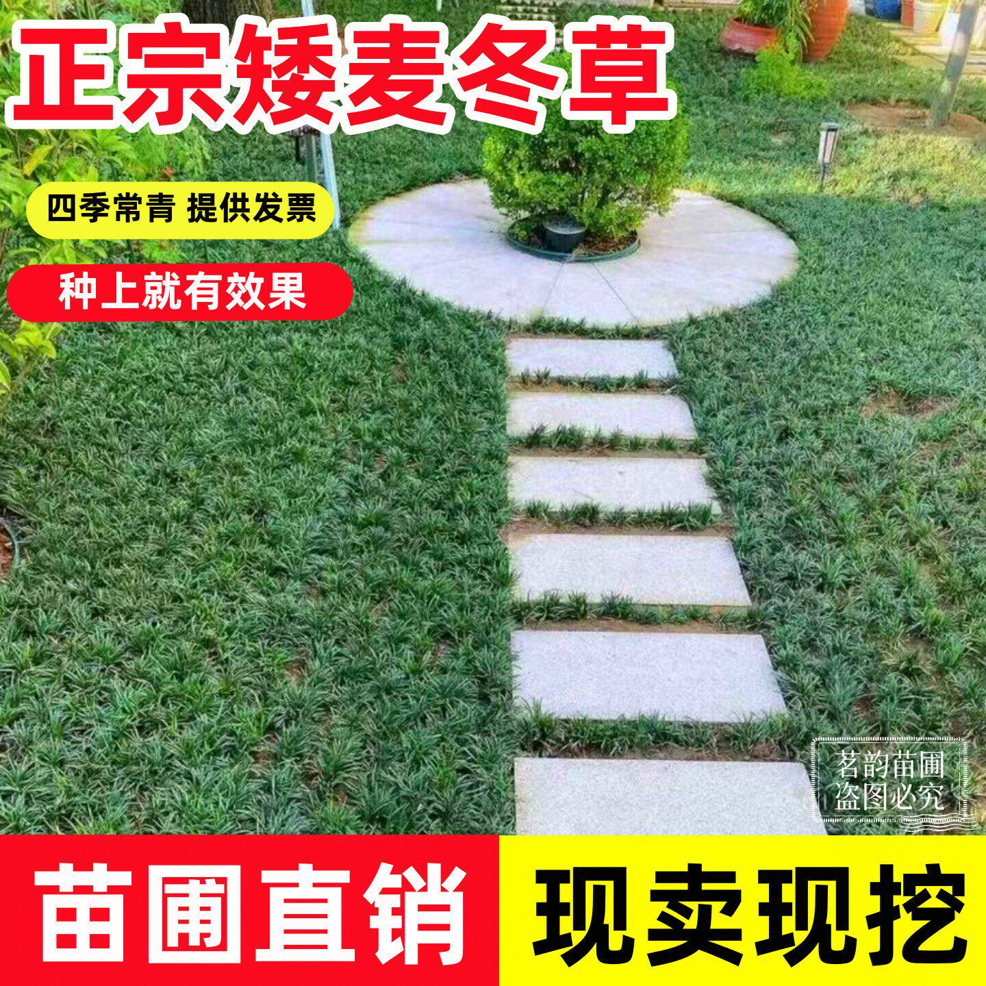 日本矮麦冬草玉龙草苗耐寒践踏苗木草坪庭院金边麦冬草苗园林绿化