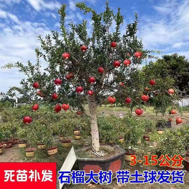 石榴树庭院果树绿化观赏风景大树造景特大树苗花石榴工程带土球