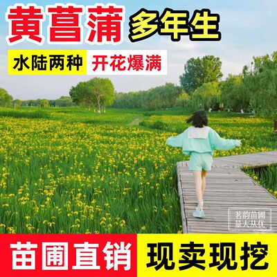 四季常绿水生黄菖蒲苗水生鸢尾花苗湿地公园绿化造景耐寒花卉植物