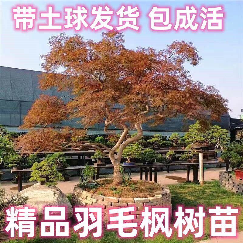 正宗羽毛枫树苗庭院植物日本红枫苗红绿羽毛枫苗盆栽花卉庭院别墅