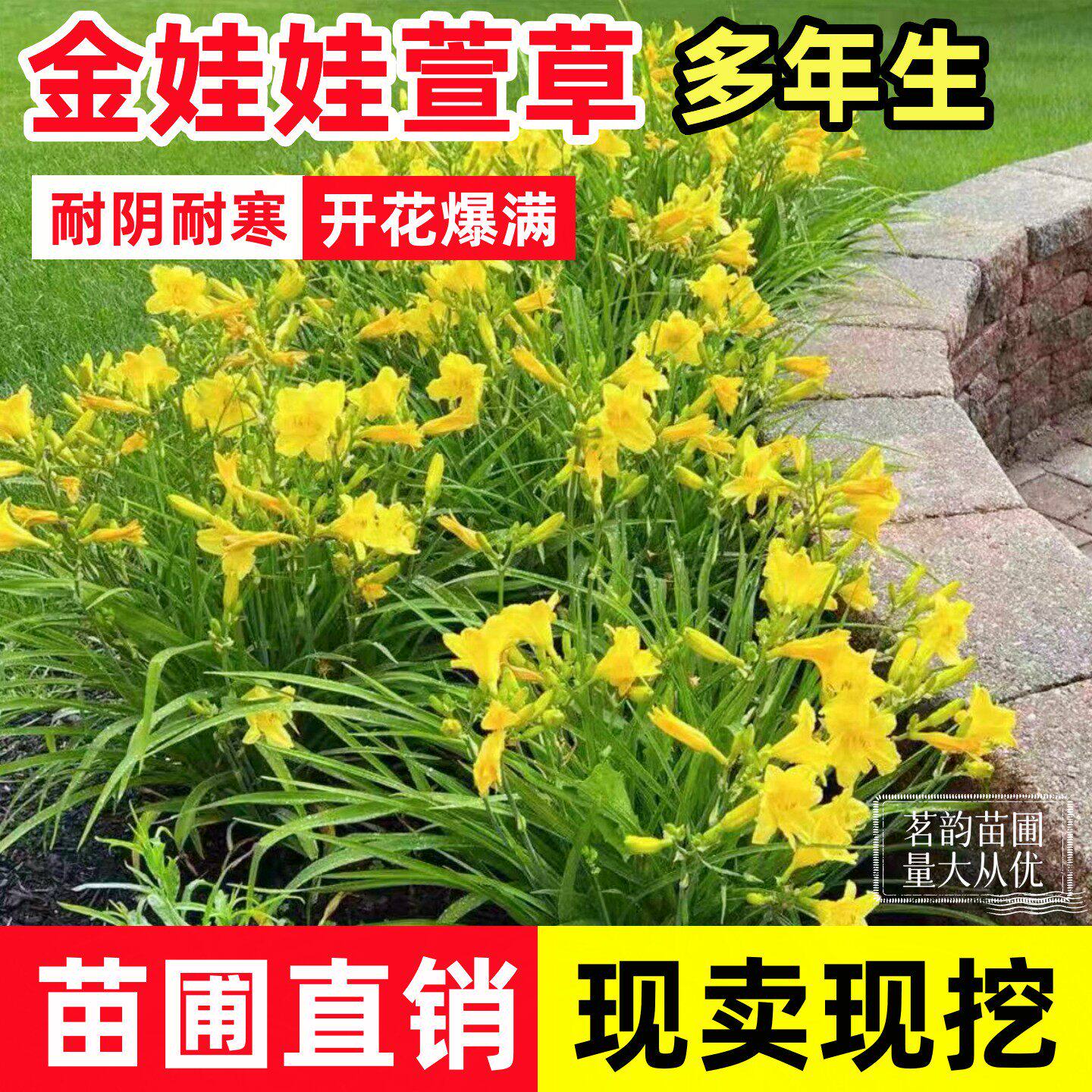 金娃娃萱草庭院花园植物花坛绿化四季常开耐寒大花萱草鸢尾苗地栽