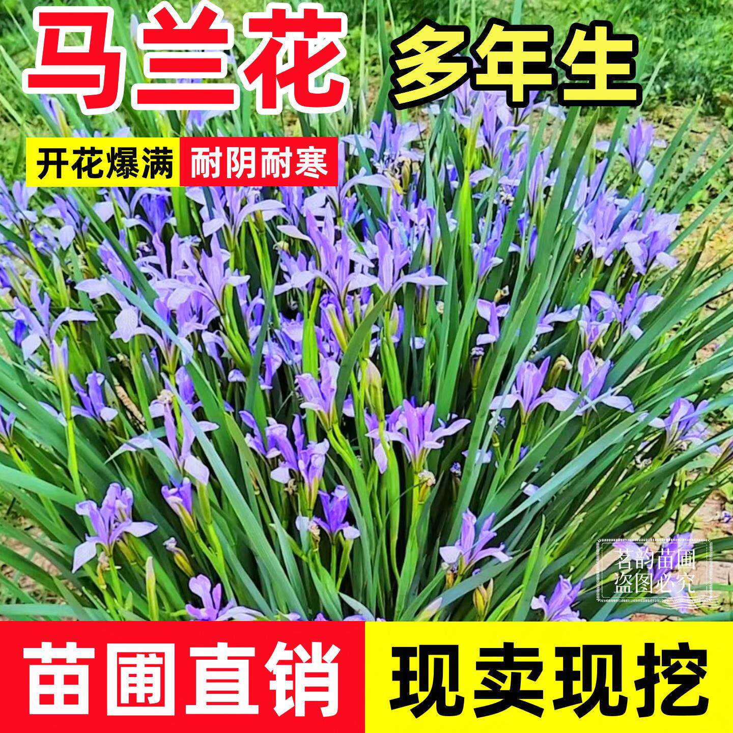 马兰花苗草本地栽马兰花草蓝花马莲花宿根多年生耐盐碱地湿地植物