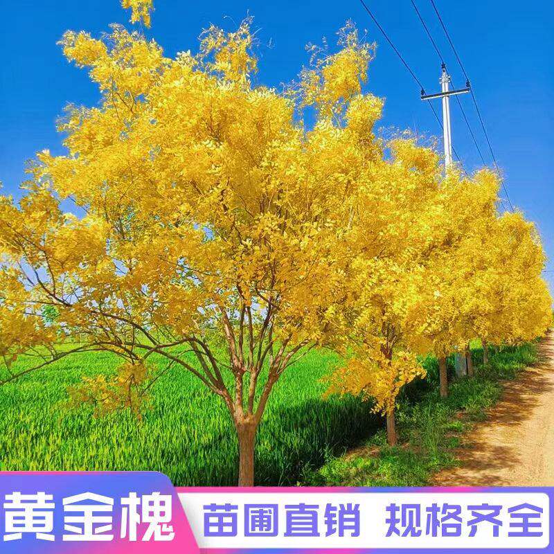 嫁接黄金槐树苗金枝槐美化庭院别墅风景树苗园林行道绿化工程苗木