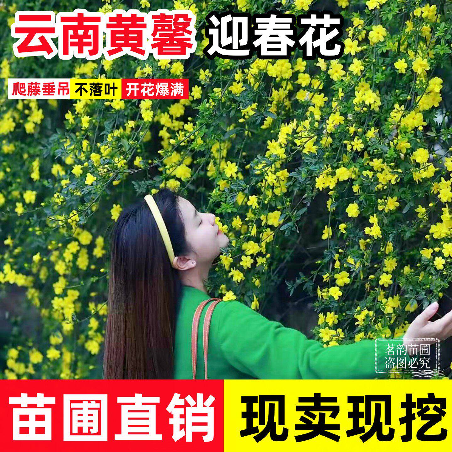 云南黄馨盆栽爬藤植物长春花苗迎春花苗常青开花护坡花卉攀爬垂吊