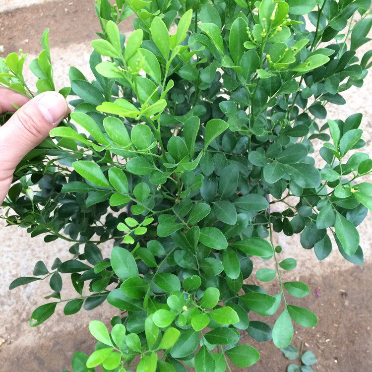 新品七里香九里香千里香盆栽苗庭院阳台绿植室内花卉四季包邮