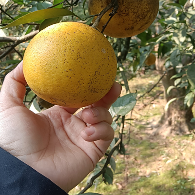 四川老式橙子柑子有籽纯天然自然生长小时候的味道酸酸甜甜农家