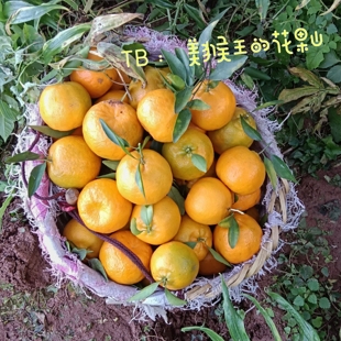 四川农家自种老树碰柑新鲜带籽纯天然老品种酸甜多汁非矮化非果园