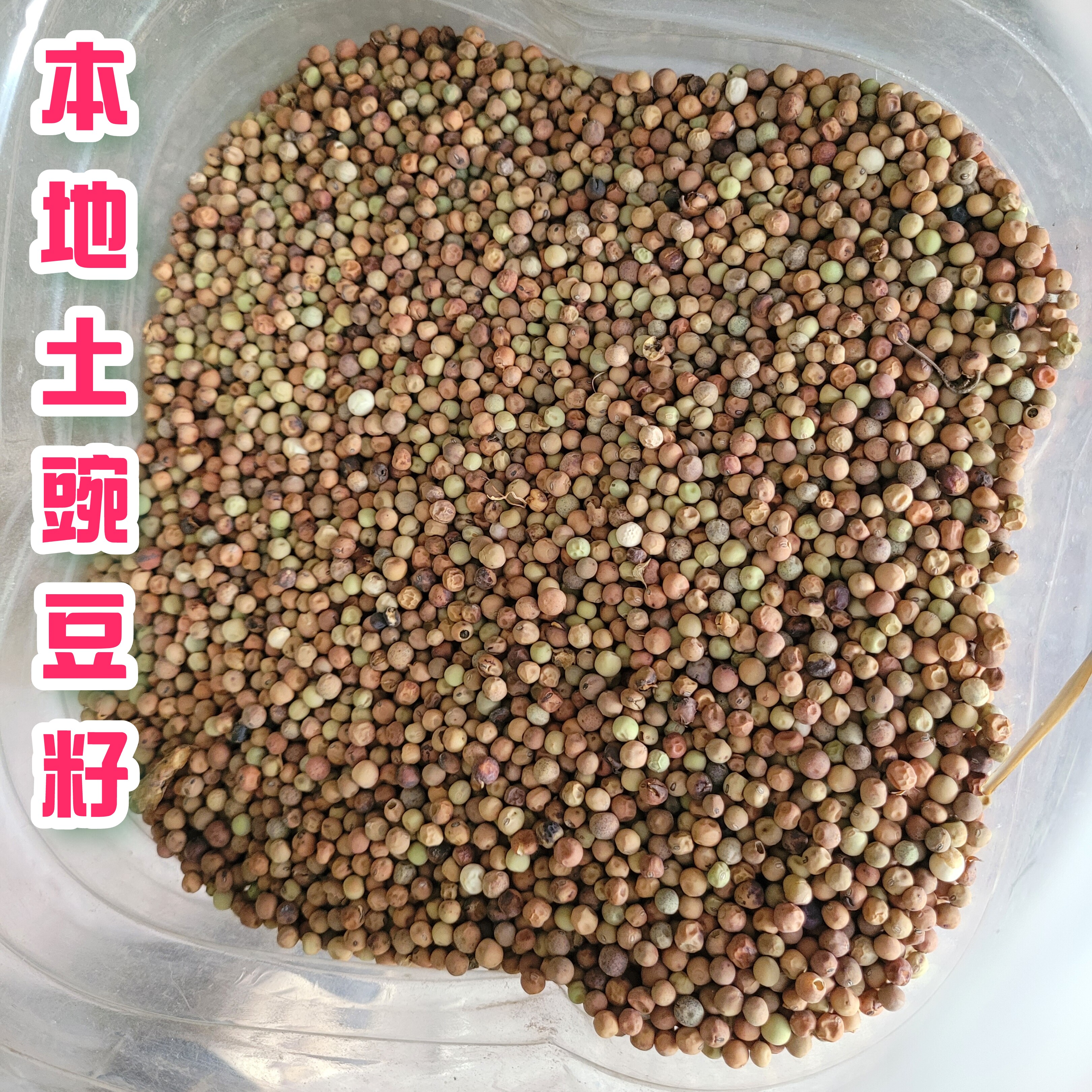 农家土豌豆自留种几十年