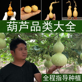 葫芦种子特大巨型葫芦手捻葫芦籽特小葫芦种子异形春季 阳台种绿植