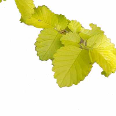 新品庭院绿化苗金叶榆树苗围墙造型树黄金榆树苗榆树苗行道树金g.