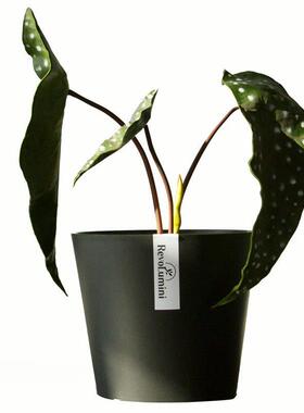 简约塑料小花盆加厚环保塑料花盆客厅桌面蝴蝶兰仙人球盆栽树脂盆