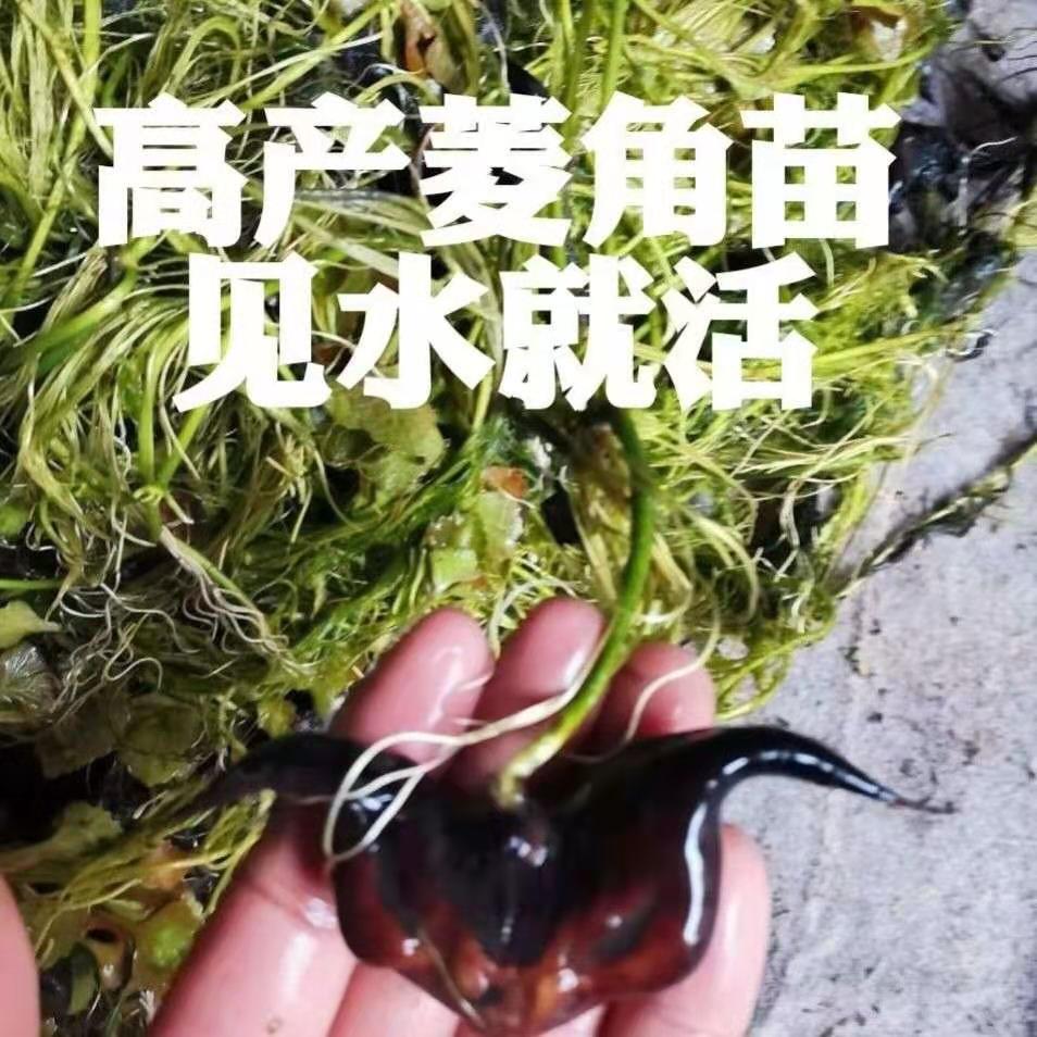 洪湖菱角滕苗菱角苗子老菱角湖北特产大青菱种水生植物漂浮型植物