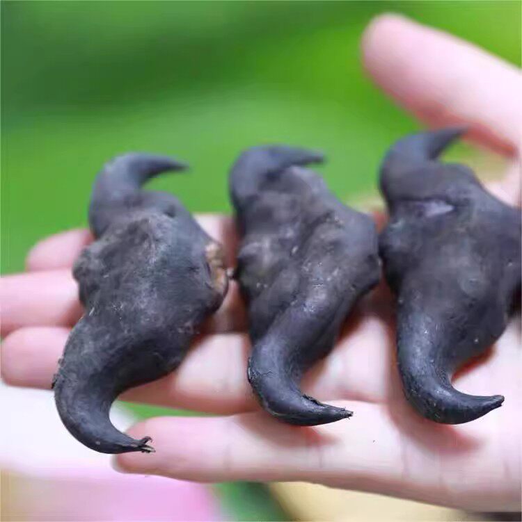 (上市尝鲜)湖北洪湖新鲜菱角老菱角现摘大青棱角黑凌角老菱果