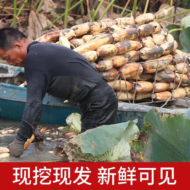 湖北莲藕新上市菜藕莲藕脆藕鲜藕炒菜卤藕带泥现挖藕