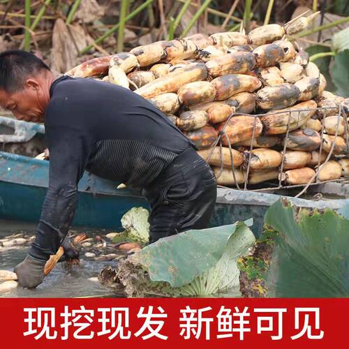 湖北莲藕新上市菜藕莲藕脆藕鲜藕炒菜卤藕带泥现挖藕