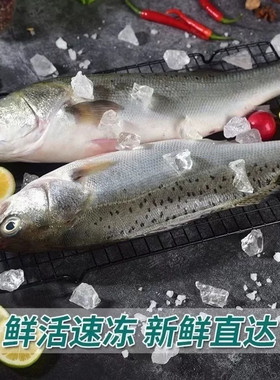 海鲈鱼新鲜冰鲜冷冻海鲜水产海捕速冻海鱼七星鲈鱼4条装顺丰包邮