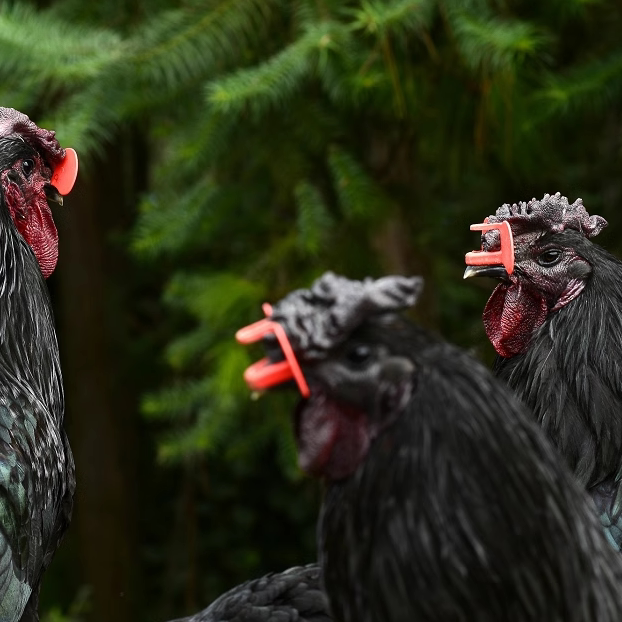 旧院黑鸡农家散养现杀整只母鸡跑山鸡乌鸡土鸡孕妇月子鸡