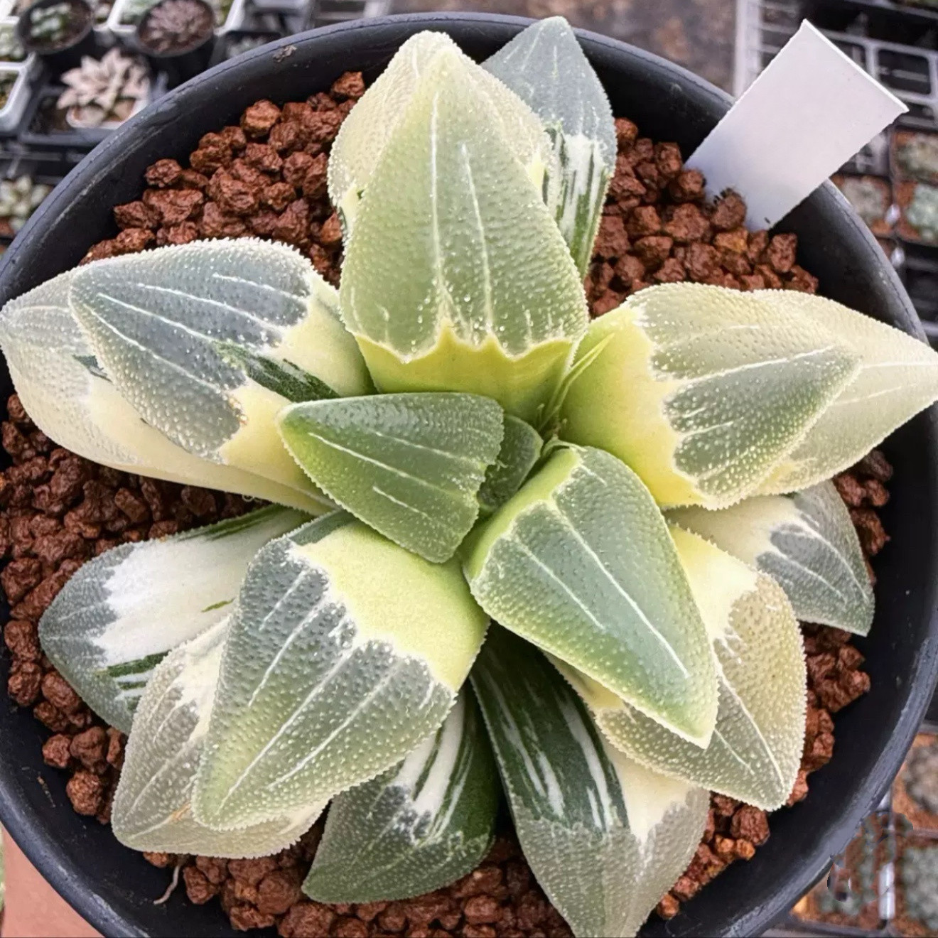蓝光磨面寿锦 一物一拍精品盆栽大颗多肉植物十二卷肉肉