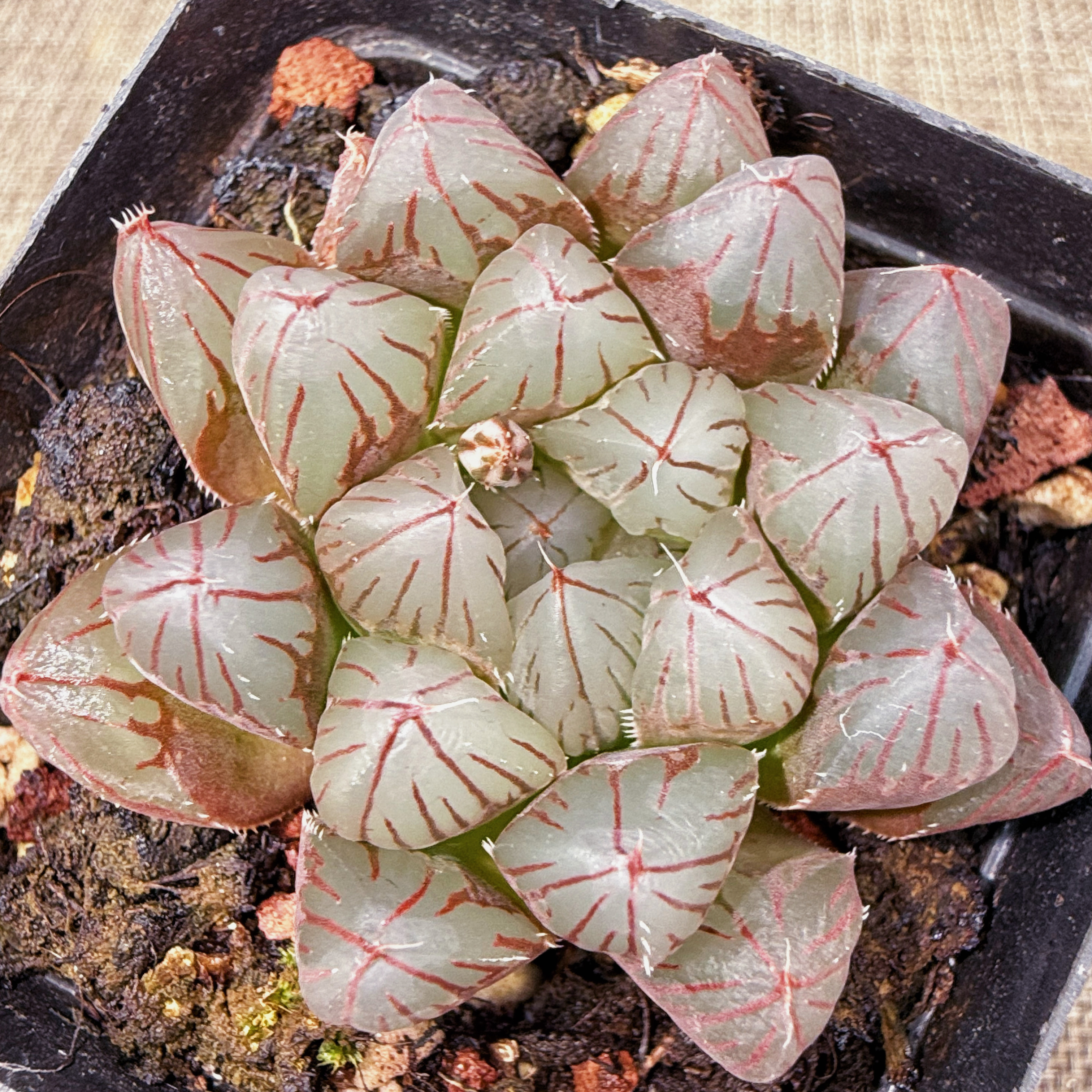 黑肌玉露 霓虹灯高端精品盆栽大颗多肉植物十二卷肉肉