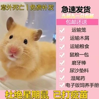 Выбранная печень Pet Little Hamster была вакцинирована, пара живых кукол