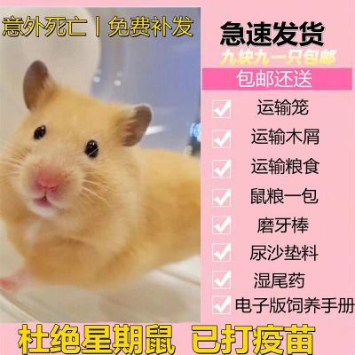 宠物仓鼠活体已打疫苗金丝熊包邮