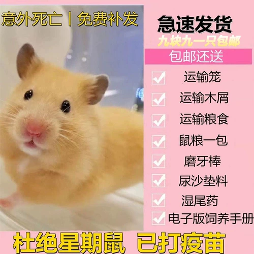 Выбранная печень Pet Little Hamster была вакцинирована, пара живых кукол