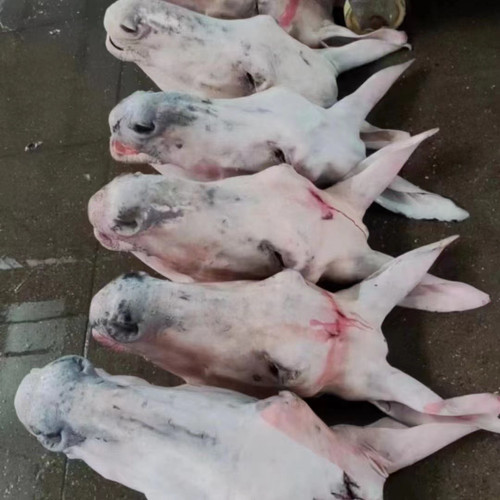 带耳朵纯驴头正宗带皮驴头整个现杀脑子舌头新鲜纯真鲜生驴肉全肉