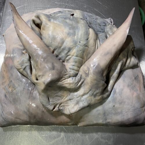整张黑毛驴皮带耳朵尾巴纯现杀生驴皮正宗新鲜阿胶原料DIY阿胶糕