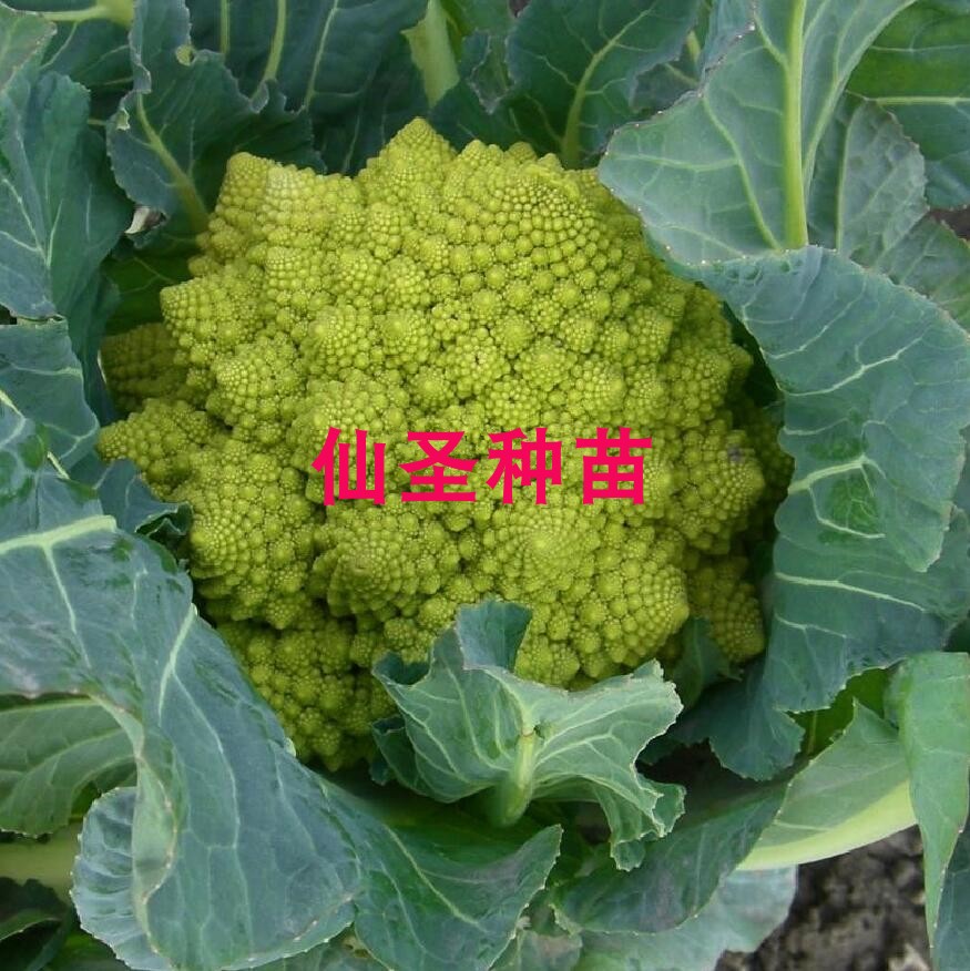 宝塔菜种子紫色黄色宝塔菜绿色宝塔菜西兰苔紫色花菜西兰花种子