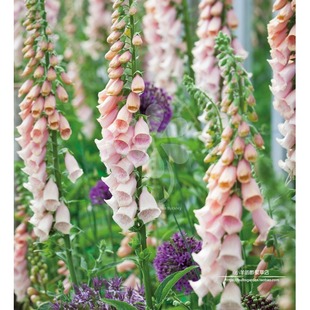 种子 杏色 进口种子 萨顿 10粒 毛地黄