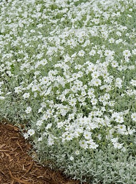 【种子】新品夏雪草 银白色叶子更低矮紧凑 夏雪草 溜溜球 10粒