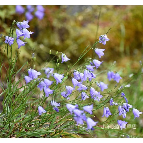 疯狂的小羊苏格兰圆叶风铃草蓝色