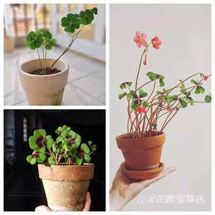 2026年【包邮春植酢浆草球根】新手推荐  四叶草 幸运草 多种可选