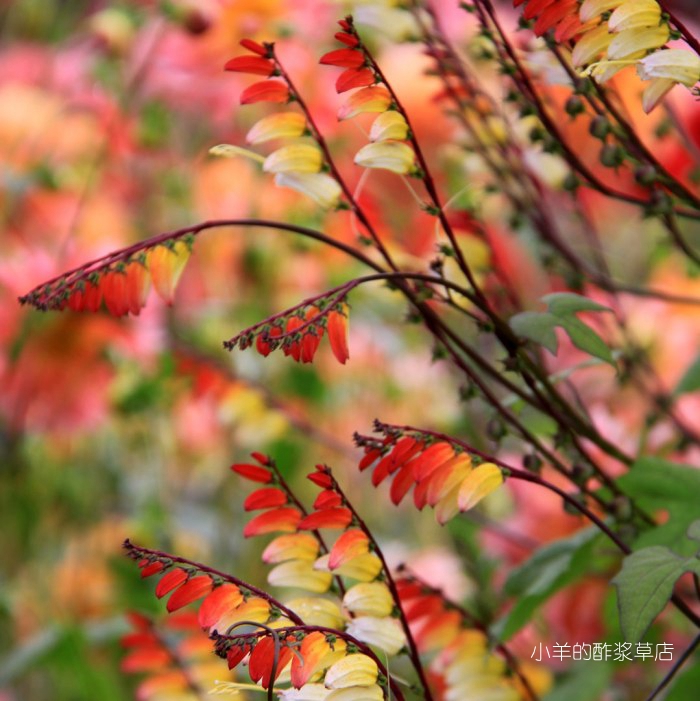 疯狂的小羊夏季耐热爬藤植物