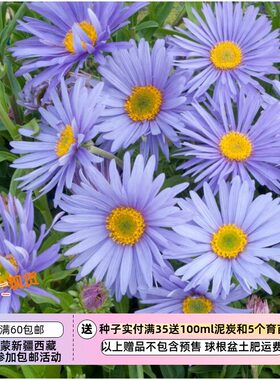 山紫菀高山雏菊歌莉娅紫色