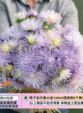 【种子】翠菊 针状花瓣 烟花花型 哈扎斯特·浅蓝色'  5粒
