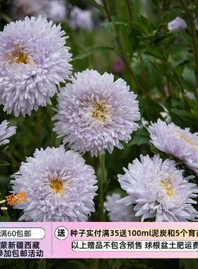 【种子】 切花型 淡薰衣草色 大花重瓣翠菊 斗牛士软蓝色 5粒