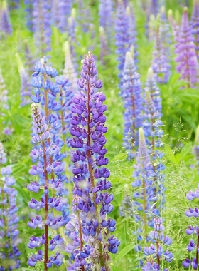 【种子】多年生 宿根多叶羽扇豆 鲁冰花  蓝紫色系 5粒