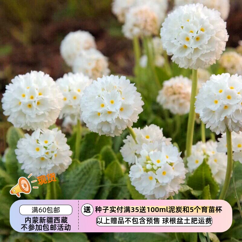 【种子】 报春花科 樱草 球花报春 雪球 10粒